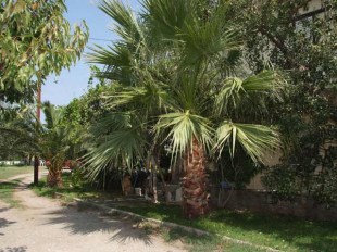 potosrizos1